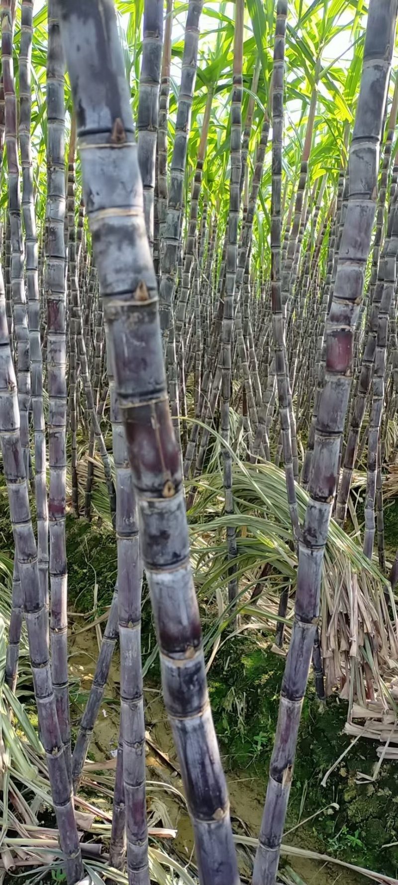 黑皮甘蔗