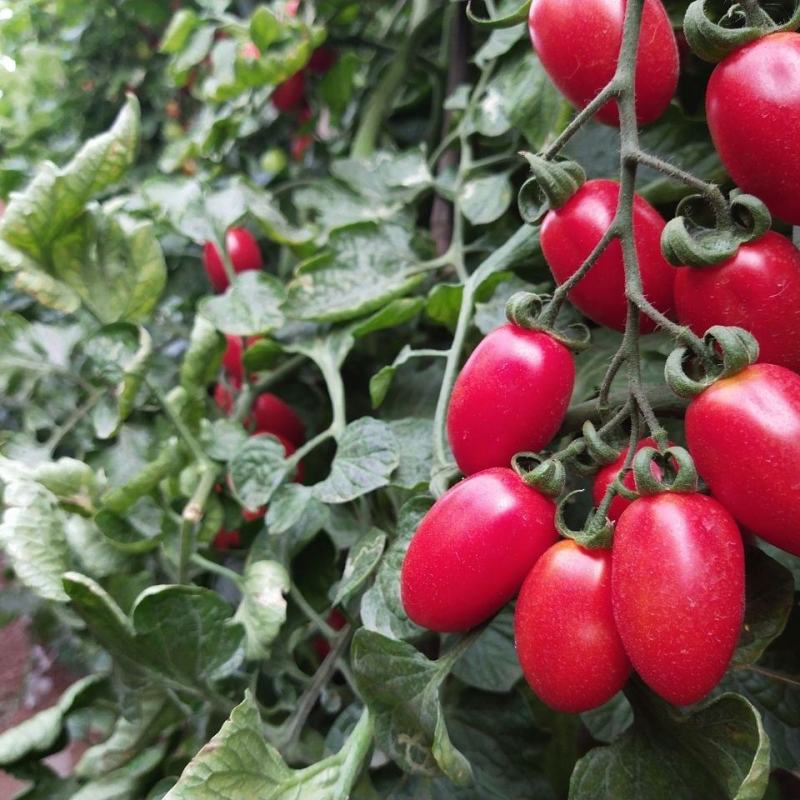 福建精品圣女果小番茄小西红柿大量上市产地直供樱桃小番茄
