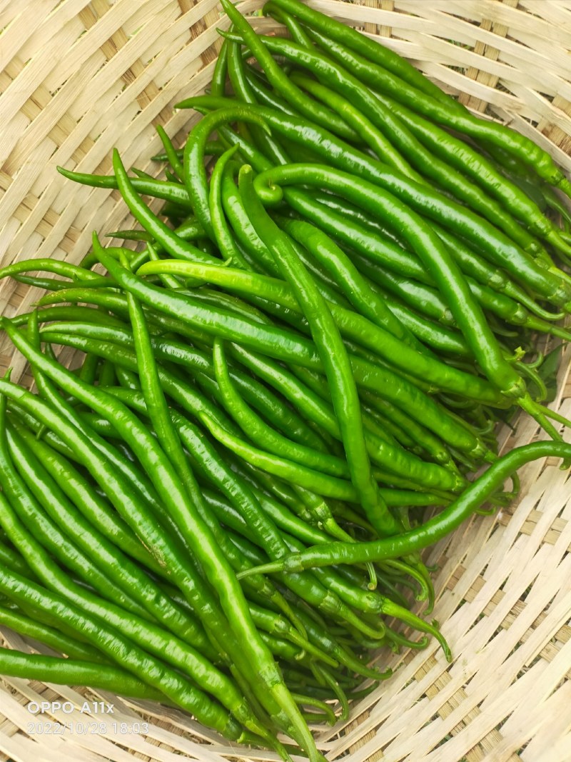 「荐」云南青辣椒，线椒，产地供应，一手货源，量大从优