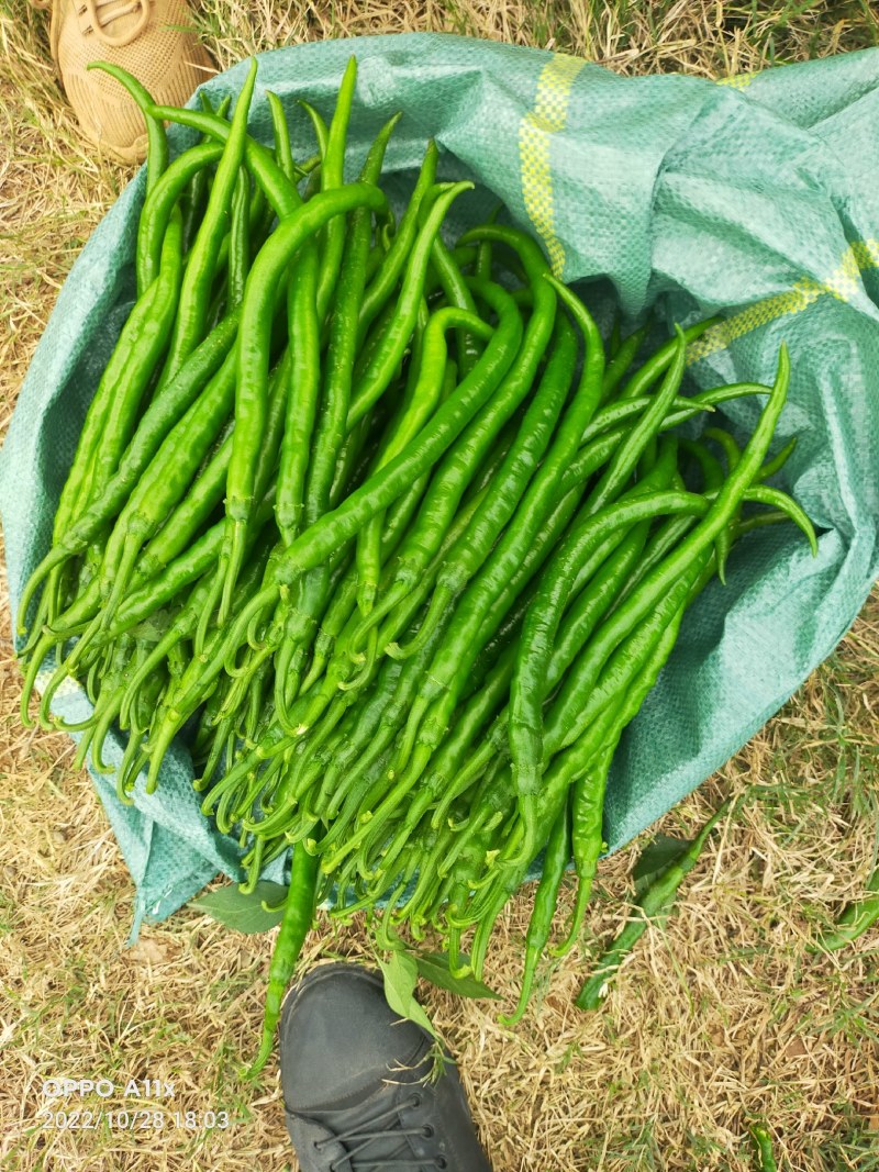 「荐」云南青辣椒，线椒，产地供应，一手货源，量大从优