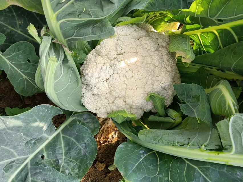 松花菜田间生长实景