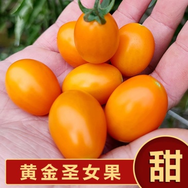 福建精品黄金圣女果黄玲珑原产地直发大量有货