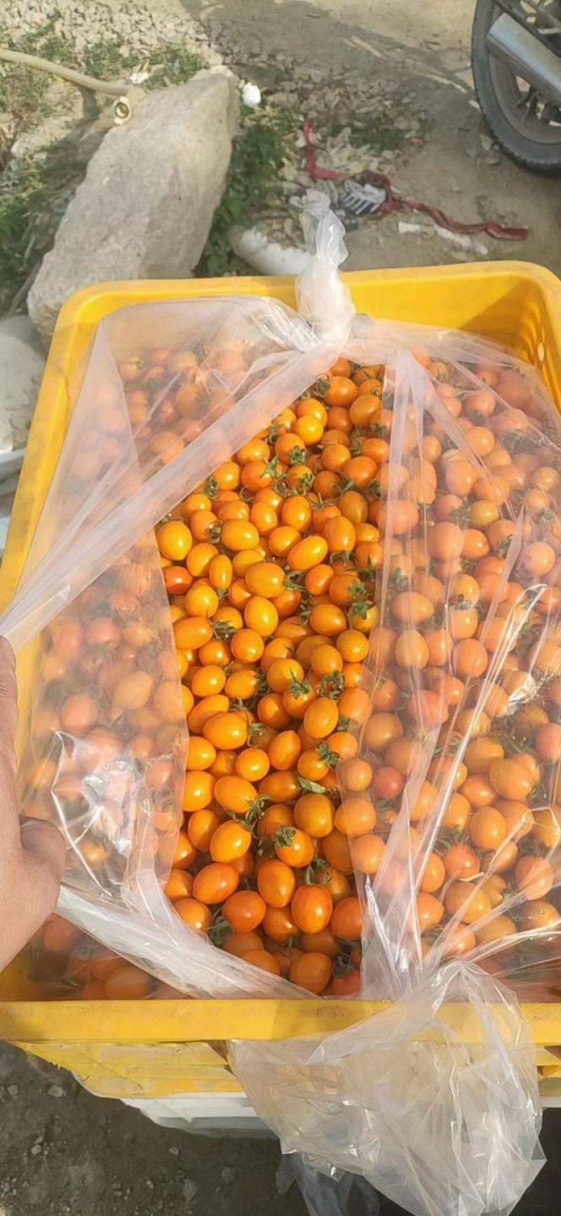 福建精品黄金圣女果黄玲珑原产地直发大量有货