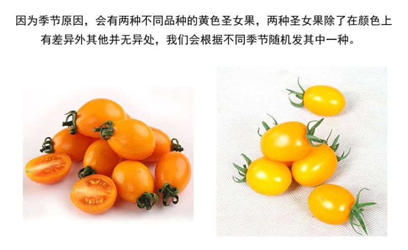福建精品黄金圣女果黄玲珑原产地直发大量有货