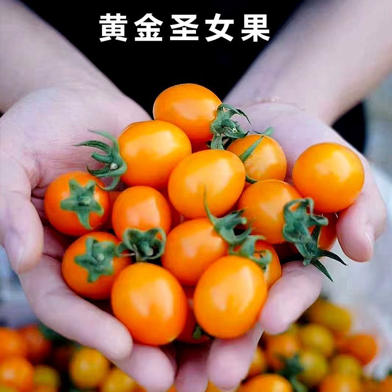 福建精品黄金圣女果黄玲珑原产地直发大量有货