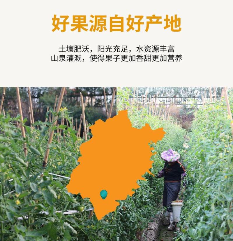 福建精品黄金圣女果黄玲珑原产地直发大量有货