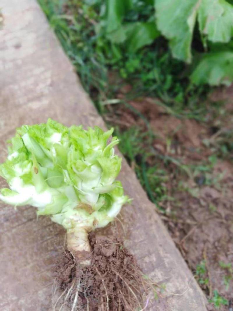 儿菜，需要联系我，质量巴适价格优美，口感好。