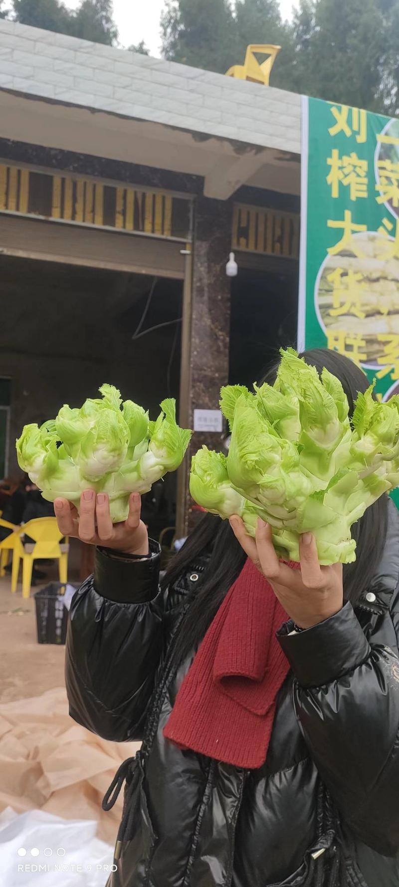 儿菜，需要联系我，质量巴适价格优美，口感好。