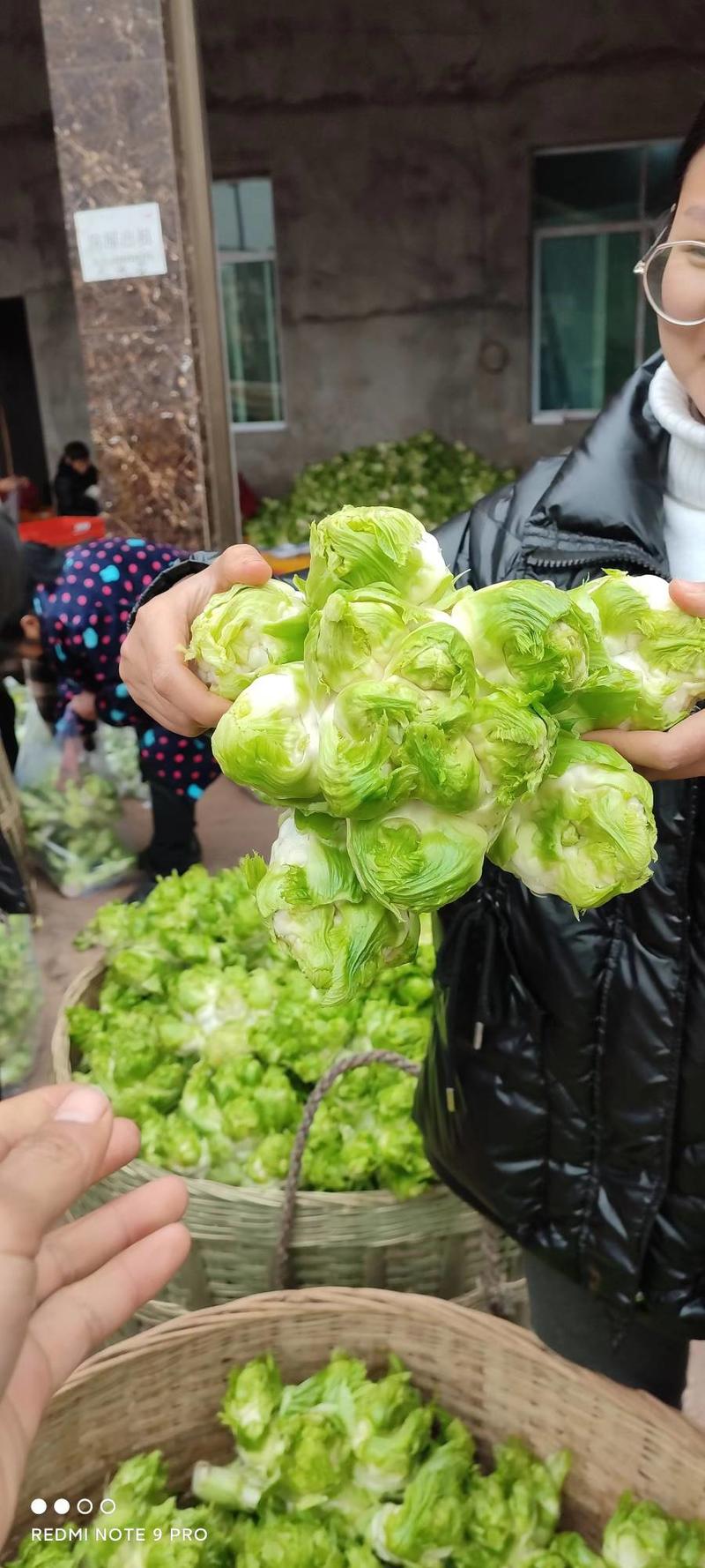 儿菜，需要联系我，质量巴适价格优美，口感好。