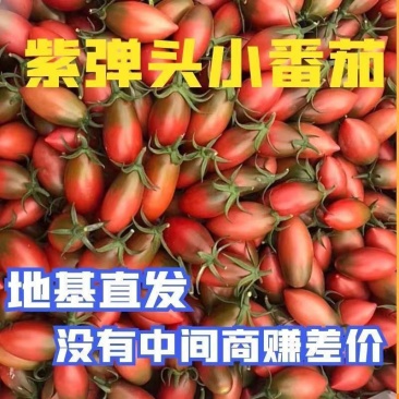福建精品紫弹头紫色小西红柿小番茄圣女果产地直供大量有货