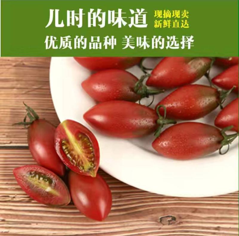 福建精品紫弹头紫色小西红柿小番茄圣女果产地直供大量有货