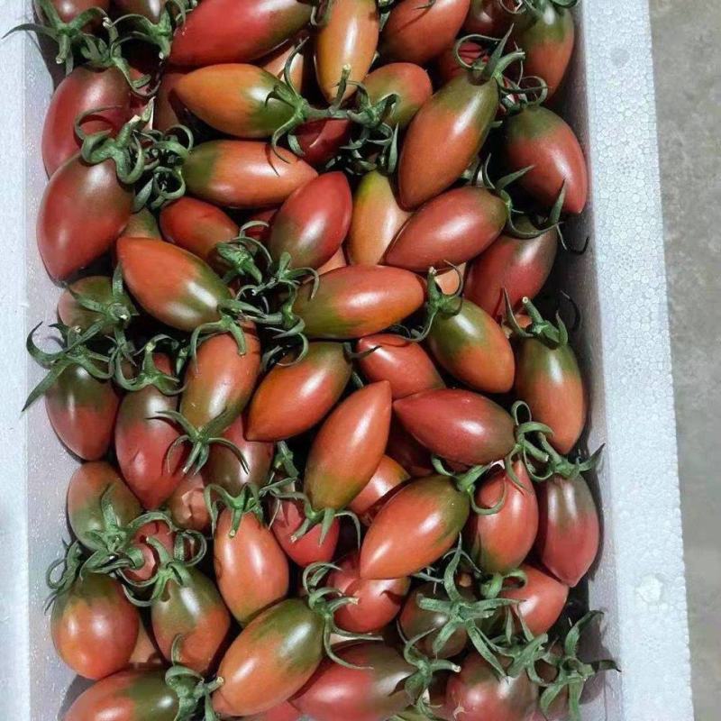福建精品紫弹头紫色小西红柿小番茄圣女果产地直供大量有货