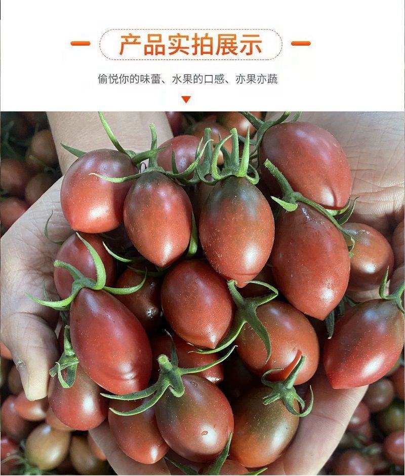 福建精品紫弹头紫色小西红柿小番茄圣女果产地直供大量有货