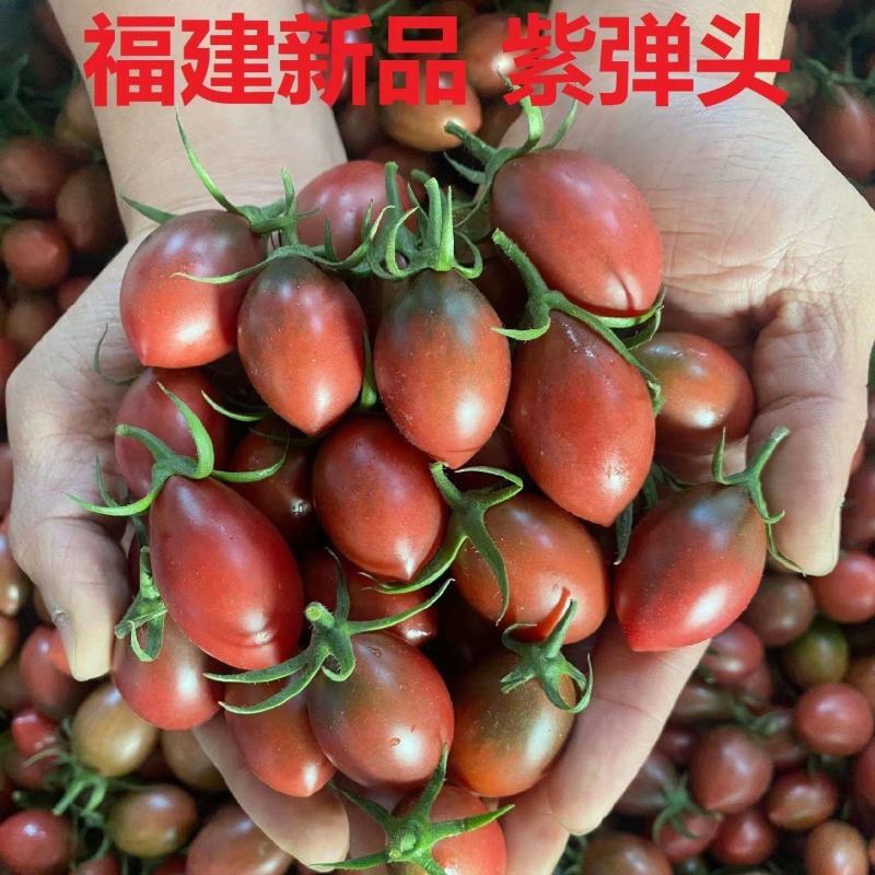 福建精品紫弹头紫色小西红柿小番茄圣女果产地直供大量有货