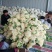 天门白面青梗有机花菜，松花菜菜花散花花菜保质保量