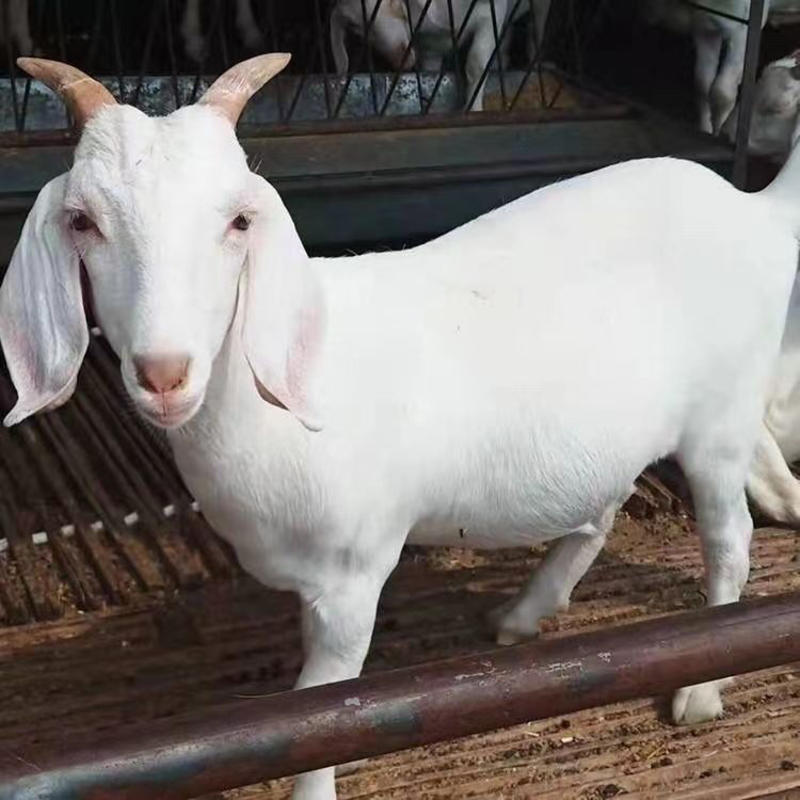 美国白山羊怀孕母羊种公羊包运输全国发货