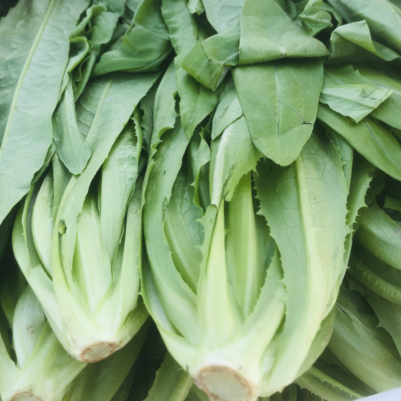 南通油麦菜精品油麦菜常年供应价格便宜欢迎咨询采购