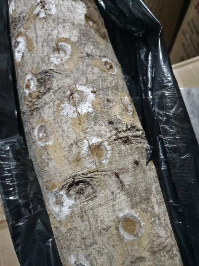 广西桂林野生黑灵芝生料灵芝菌种，直接打孔种植不用高温消度