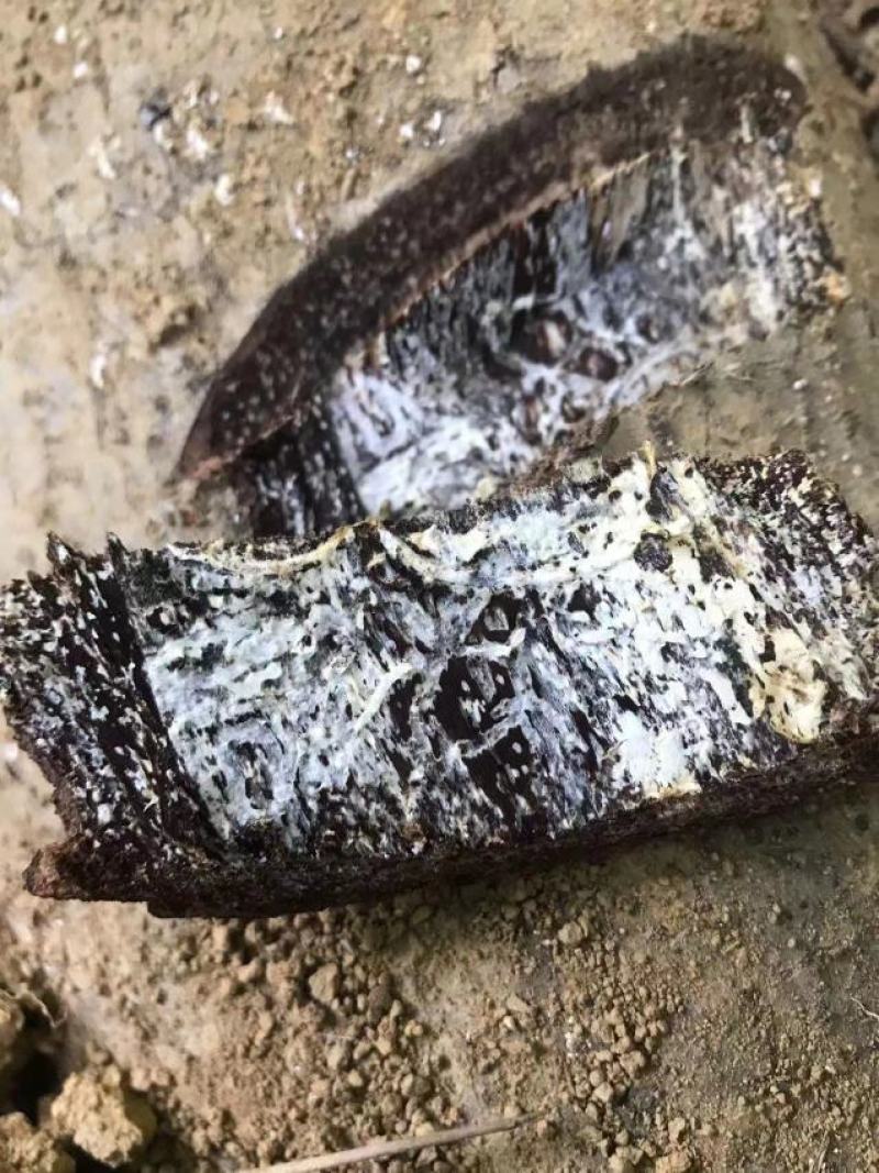 广西桂林野生黑灵芝生料灵芝菌种，直接打孔种植不用高温消度