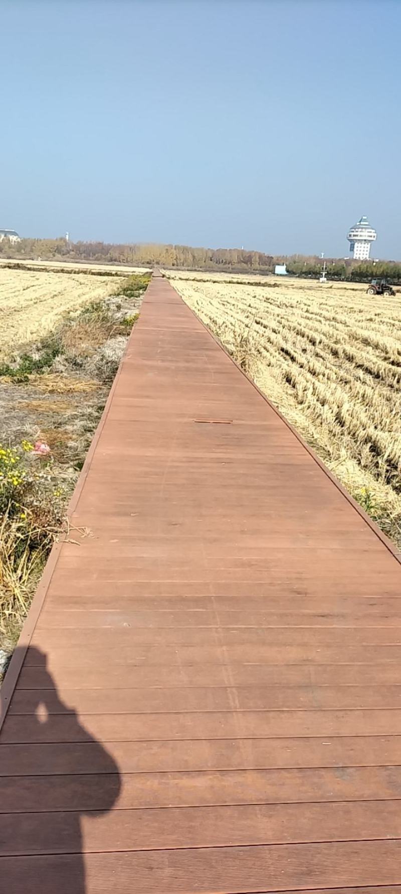 粮食，东北水稻，玉米