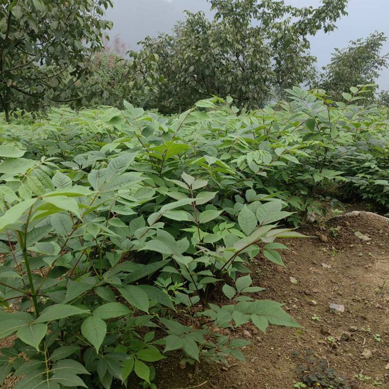 非大棚黄柏苗