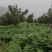 非大棚黄柏苗