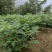 非大棚黄柏苗