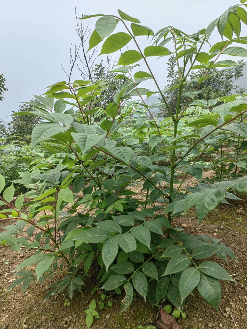 非大棚黄柏苗