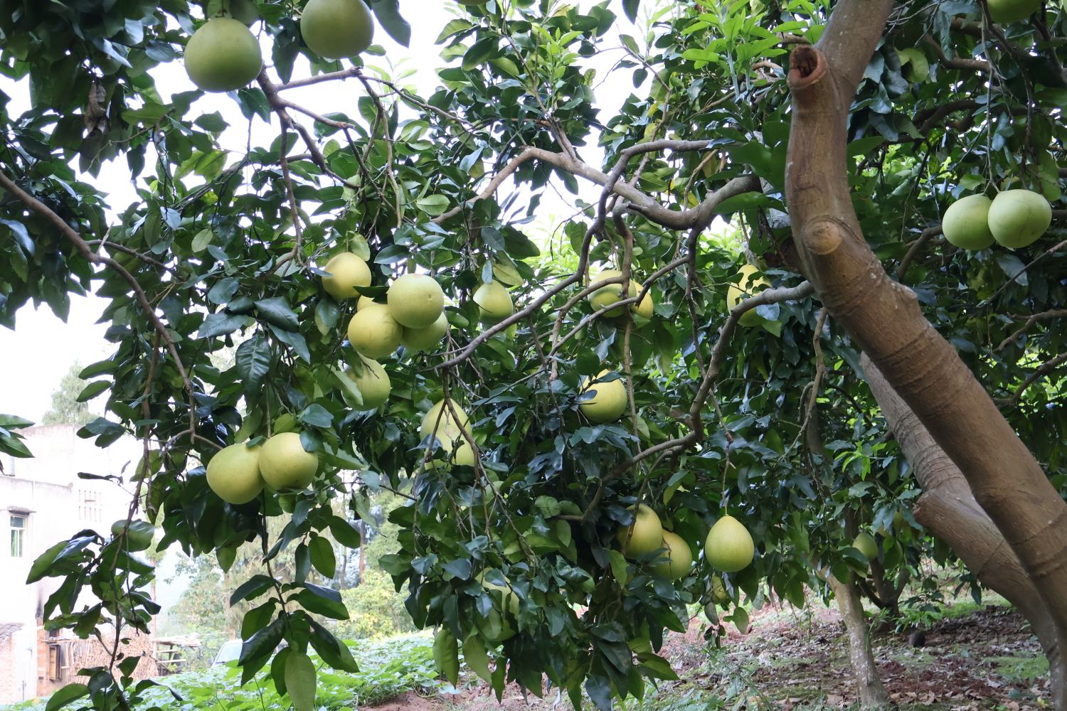 图片说明:红心柚果树在阳光下生长茂盛,枝头挂满果实,呈现出一片丰收景象 红心柚果树特写