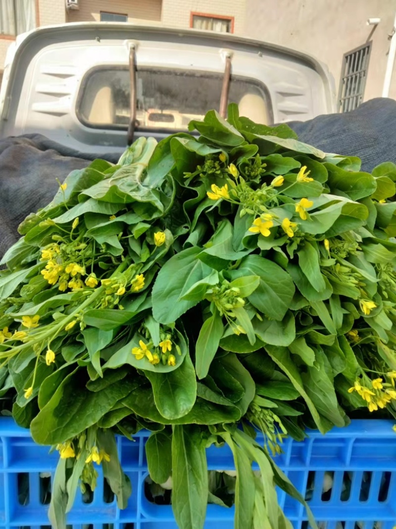 甜菜心