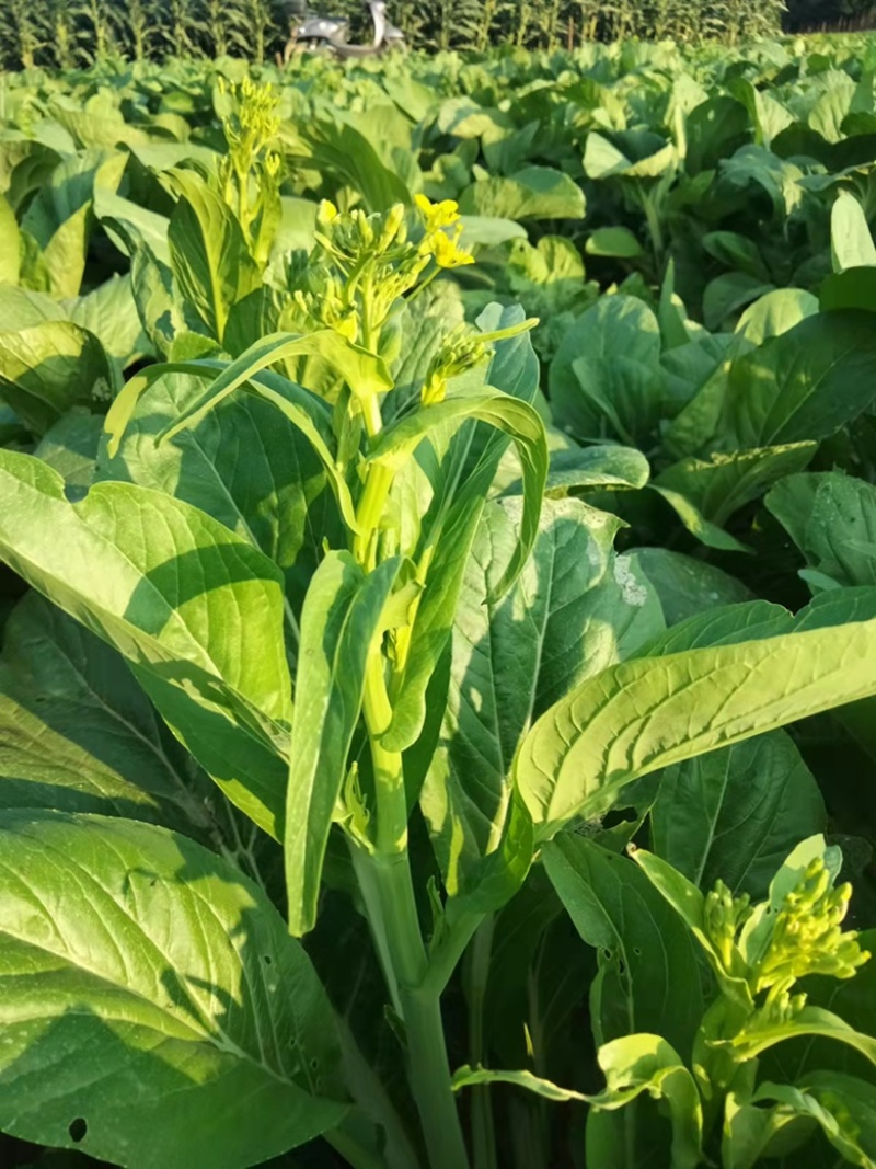 甜菜心