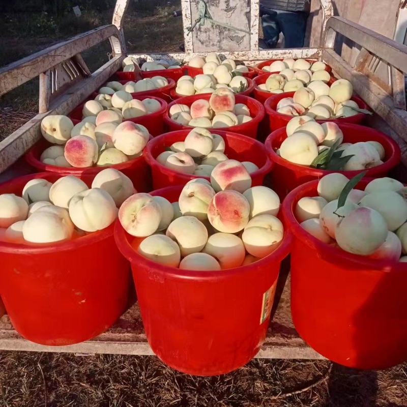 大量映霜红下货欢迎量大的老板联系每天大量