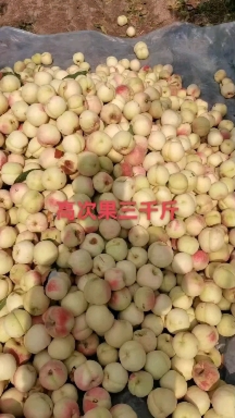大量映霜红下货欢迎量大的老板联系每天大量