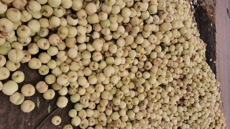 大量映霜红下货欢迎量大的老板联系每天大量
