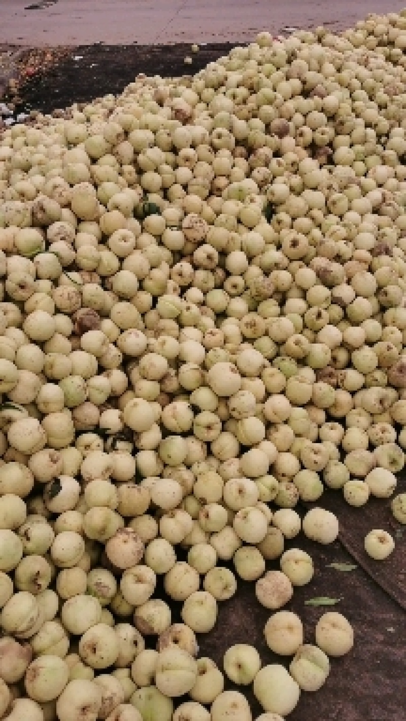 大量映霜红下货欢迎量大的老板联系每天大量