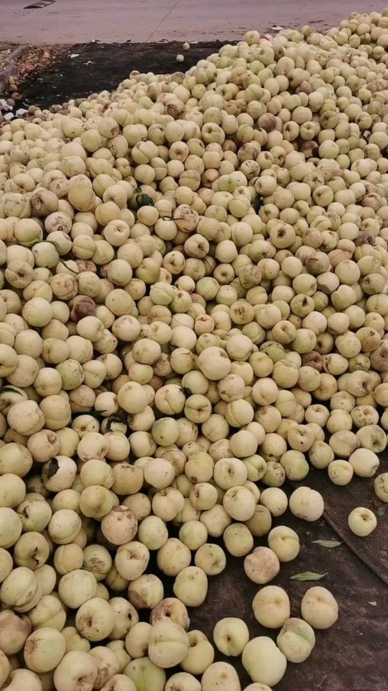 大量映霜红下货欢迎量大的老板联系每天大量