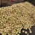 大量映霜红下货欢迎量大的老板联系每天大量
