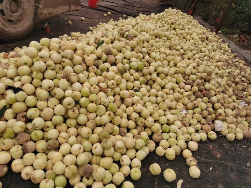 大量映霜红下货欢迎量大的老板联系每天大量