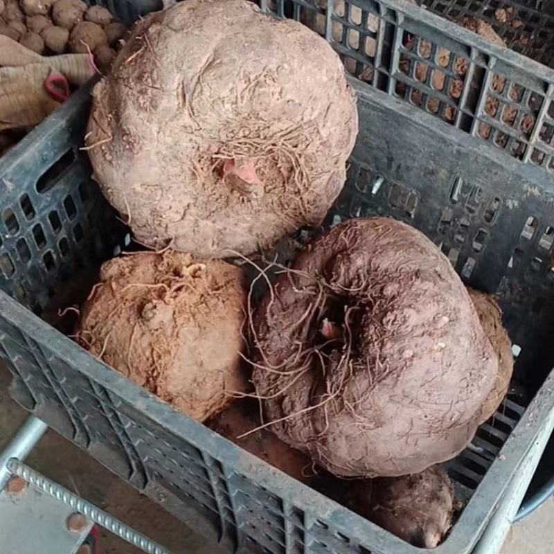 魔芋种子基地直供，全程技术指导