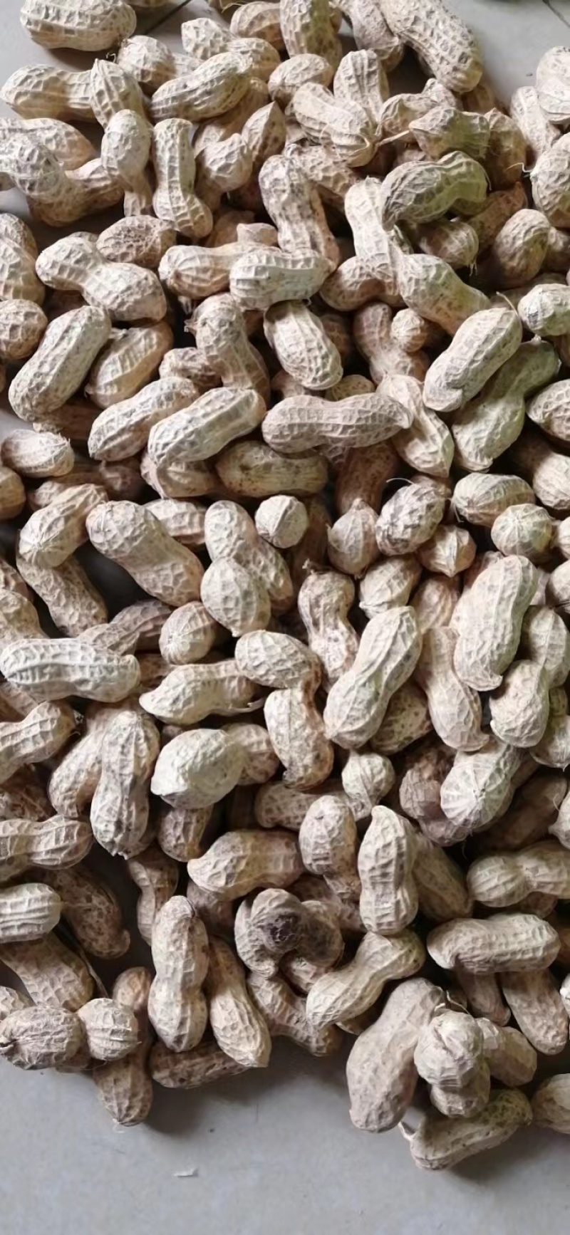 山东平度大花生，双粒果