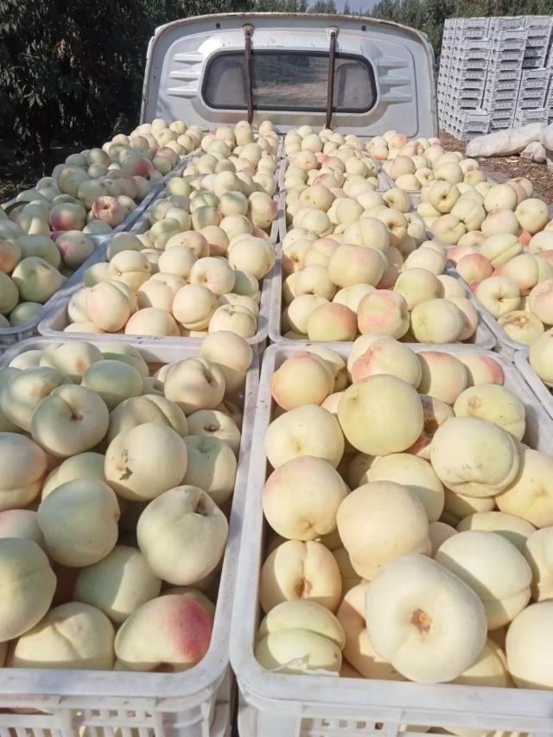 大量映霜红大量下货每天大量采摘一年四季的桃子