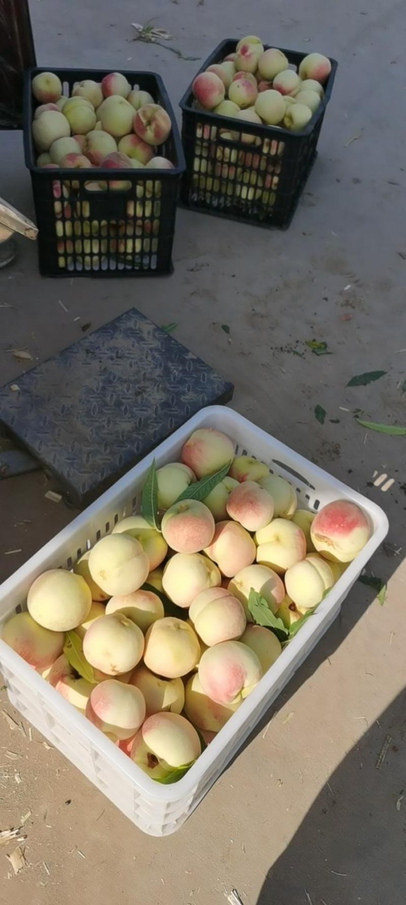 大量映霜红大量下货每天大量采摘一年四季的桃子