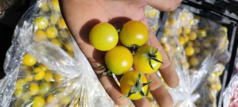 盘锦碱地圣女果口感好酸甜可口产地直供量大从优