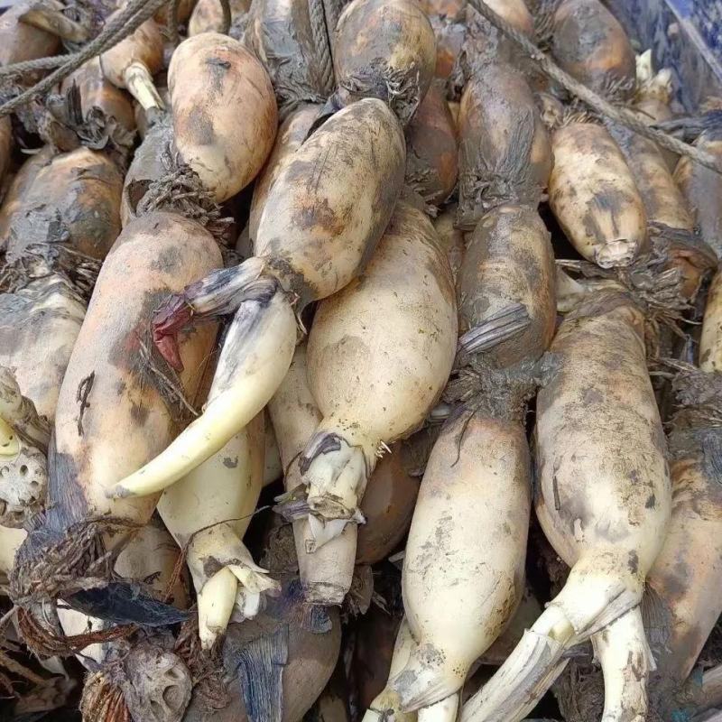 【实力推荐】优质鄂莲6号现挖现发精品莲藕整车配运发货