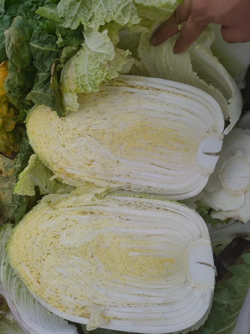 白菜装车现场