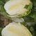 白菜装车现场