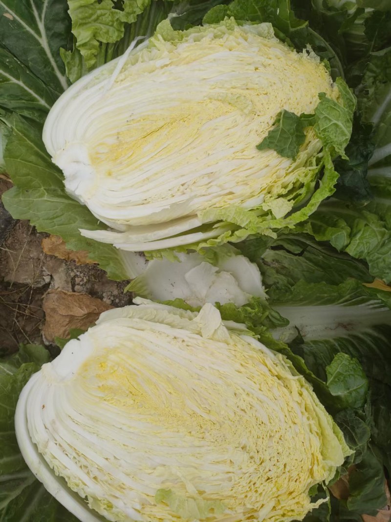 白菜装车现场