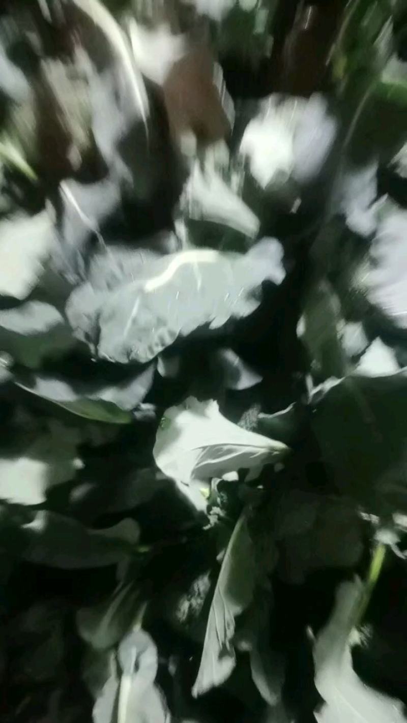 河北省昌黎县精品西兰花大量上市价格美丽