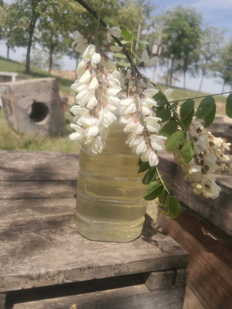 批发零售洋槐蜜、天然蜂蜜槐花蜜