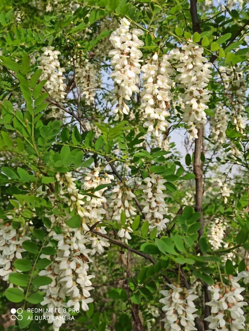 批发零售洋槐蜜、天然蜂蜜槐花蜜